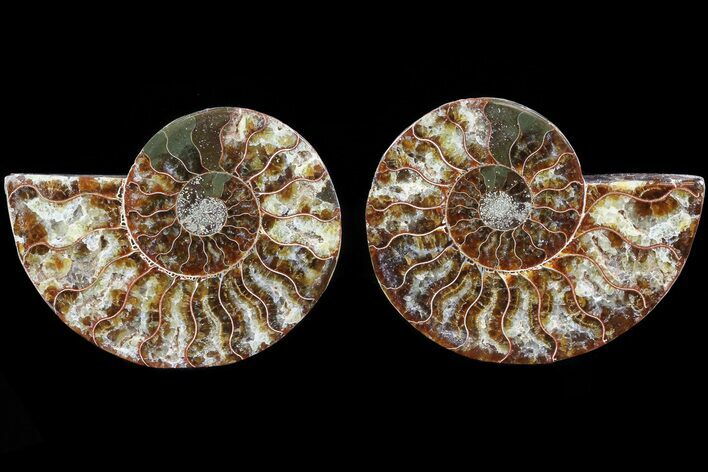 Cut & Polished Ammonite Fossil - Agatized #82318